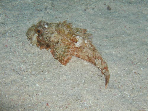 scorpion fish.jpg